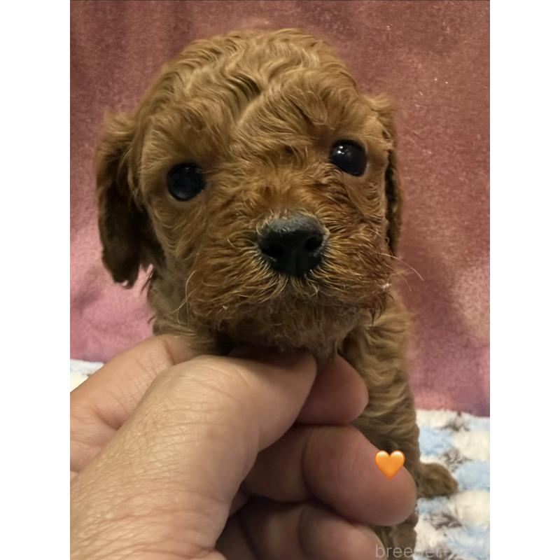 販売中の愛知県のトイプードル-429423の12枚目