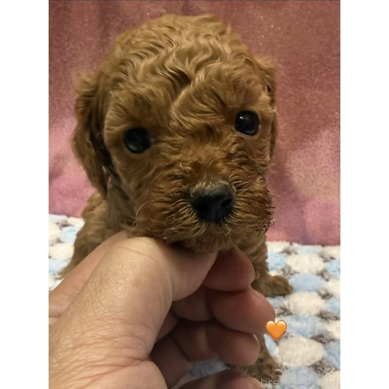 販売中の愛知県のトイプードル-429423の11枚目