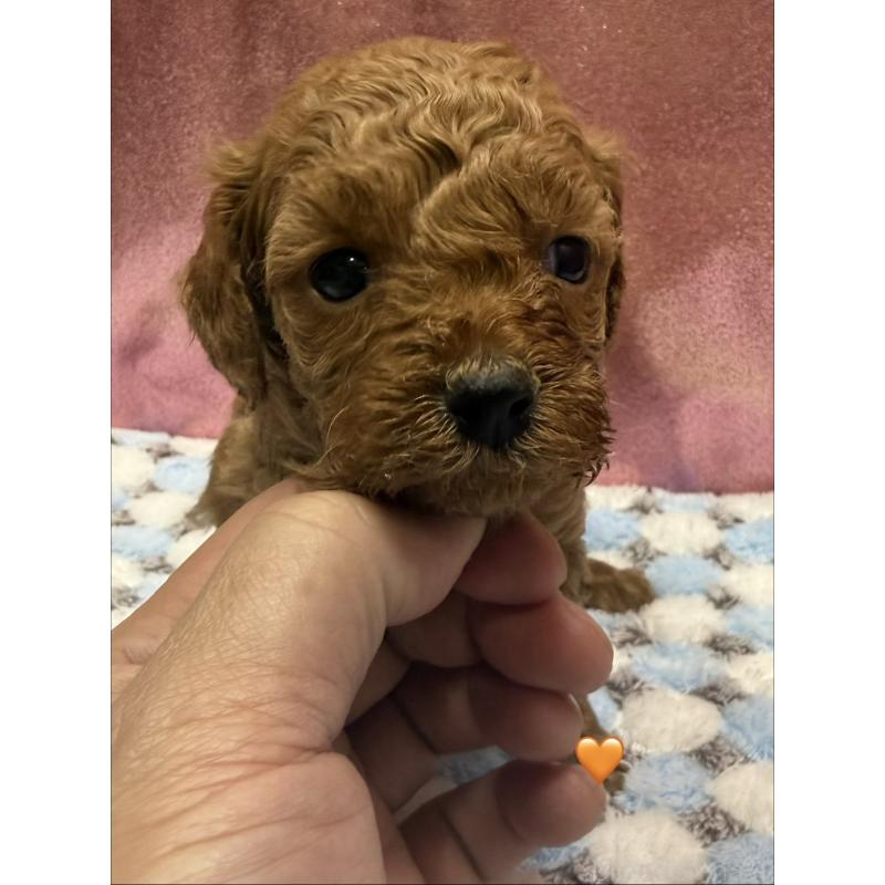 販売中の愛知県のトイプードル-429423の10枚目