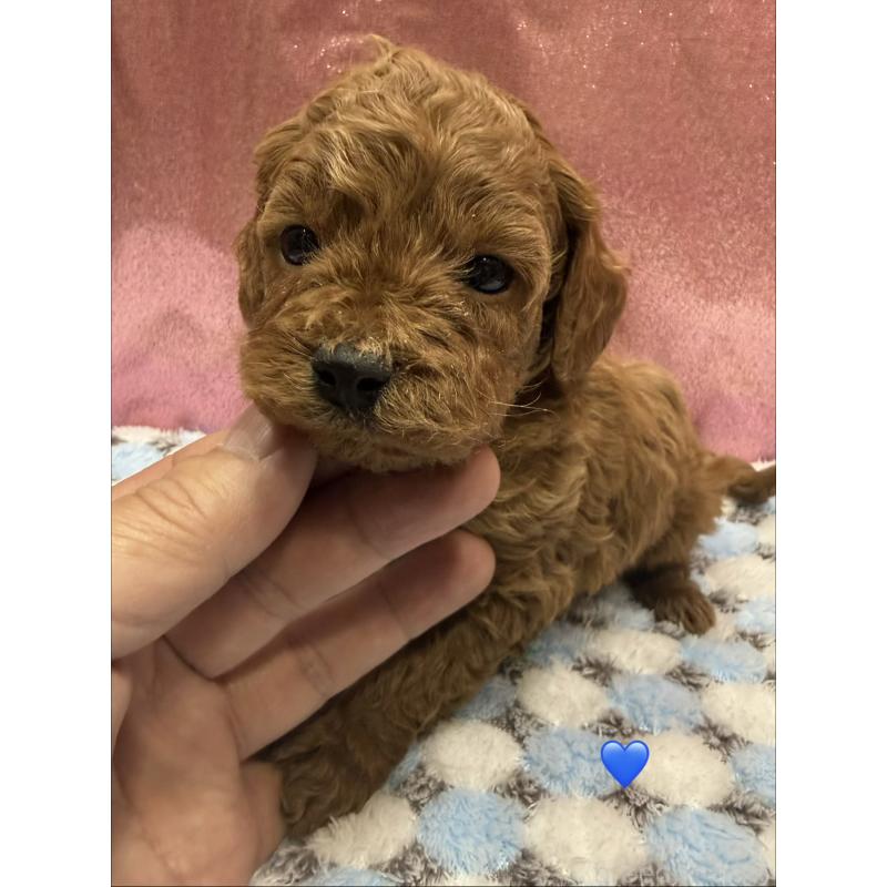 販売中の愛知県のトイプードル-429424の14枚目