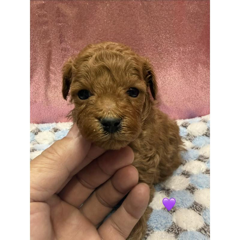 販売中の愛知県のトイプードル-429425の9枚目