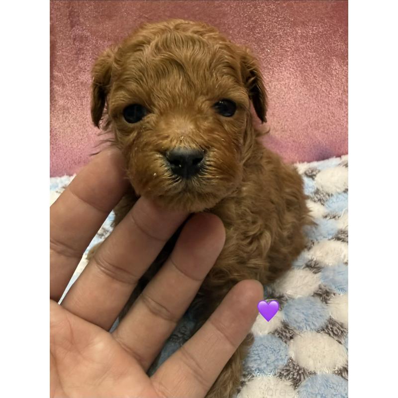 販売中の愛知県のトイプードル-429425の8枚目