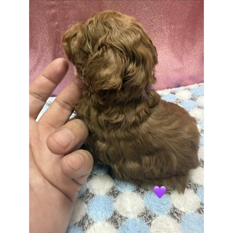 販売中の愛知県のトイプードル-429425の7枚目