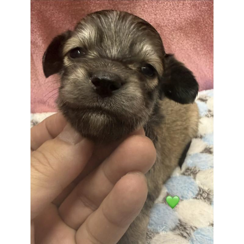 販売中の愛知県のチワックス:チワワ×ミニチュアダックスフンド-430979の1枚目