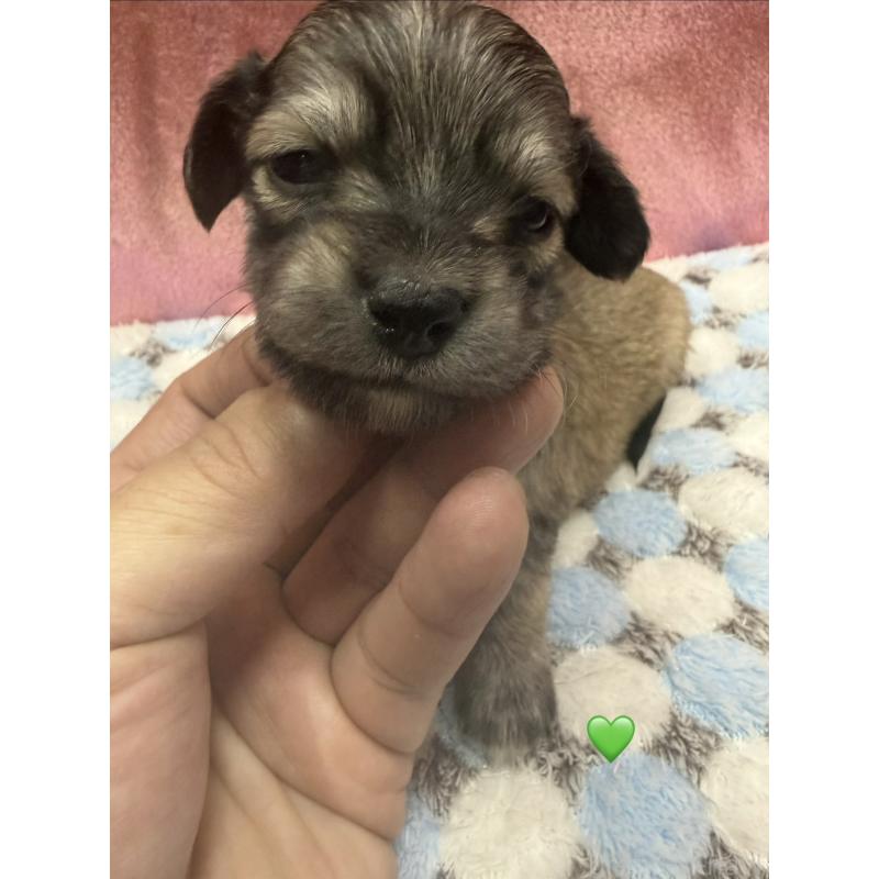 販売中の愛知県のチワックス:チワワ×ミニチュアダックスフンド-430979の4枚目