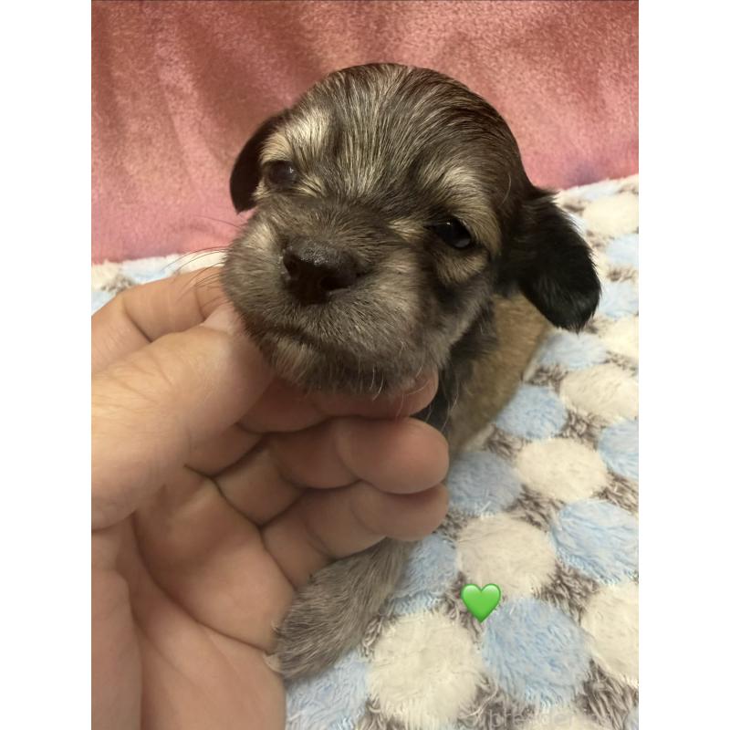 販売中の愛知県のチワックス:チワワ×ミニチュアダックスフンド-430979の2枚目