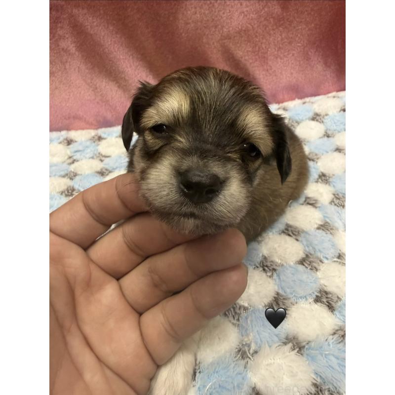 販売中の愛知県のチワックス:チワワ×ミニチュアダックスフンド-430981