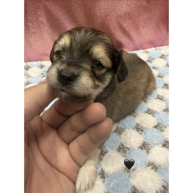 販売中の愛知県のチワックス:チワワ×ミニチュアダックスフンド-430981の6枚目