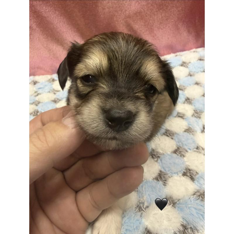 販売中の愛知県のチワックス:チワワ×ミニチュアダックスフンド-430981の5枚目