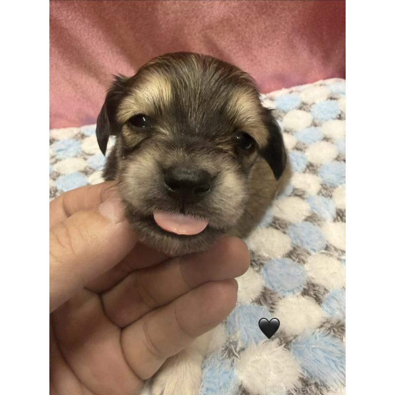 販売中の愛知県のチワックス:チワワ×ミニチュアダックスフンド-430981の4枚目