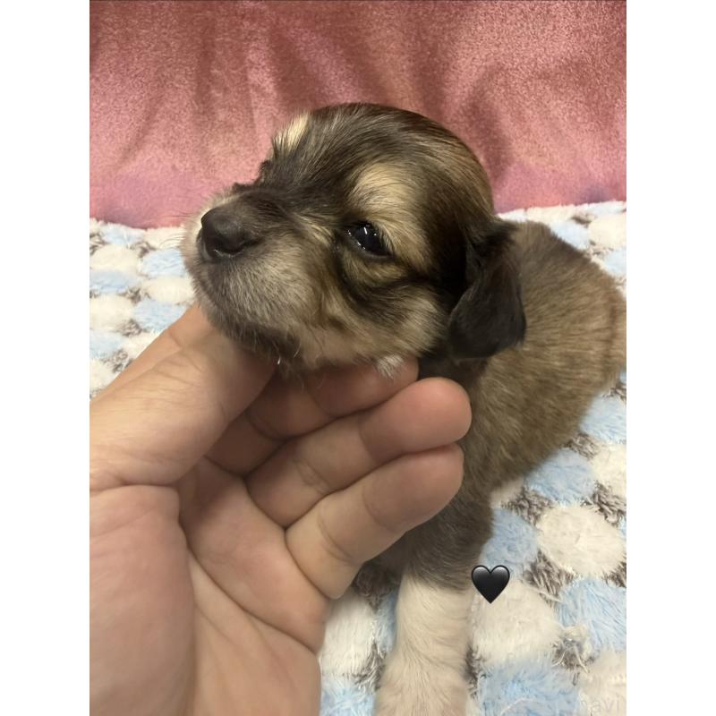 販売中の愛知県のチワックス:チワワ×ミニチュアダックスフンド-430981の2枚目