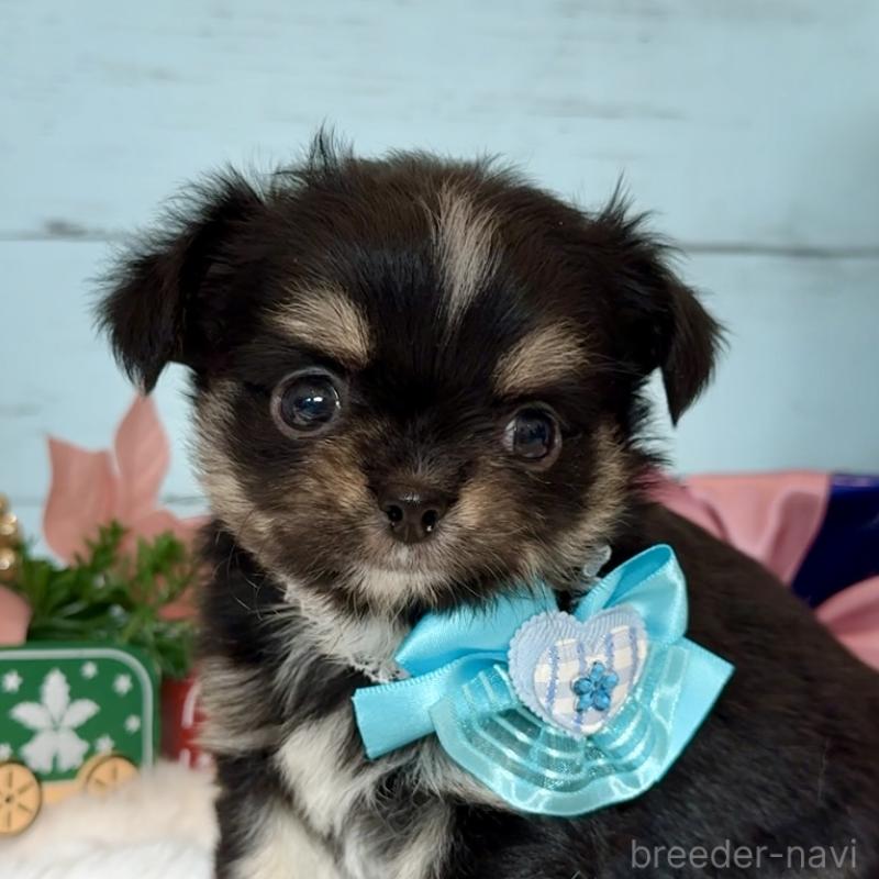 販売中の埼玉県のチワワ(ロングコート)-430984の1枚目