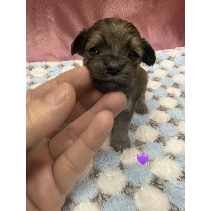 販売中の愛知県のチワックス:チワワ×ミニチュアダックスフンド-430983