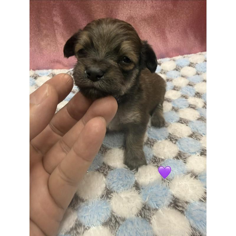 販売中の愛知県のチワックス:チワワ×ミニチュアダックスフンド-430983の4枚目