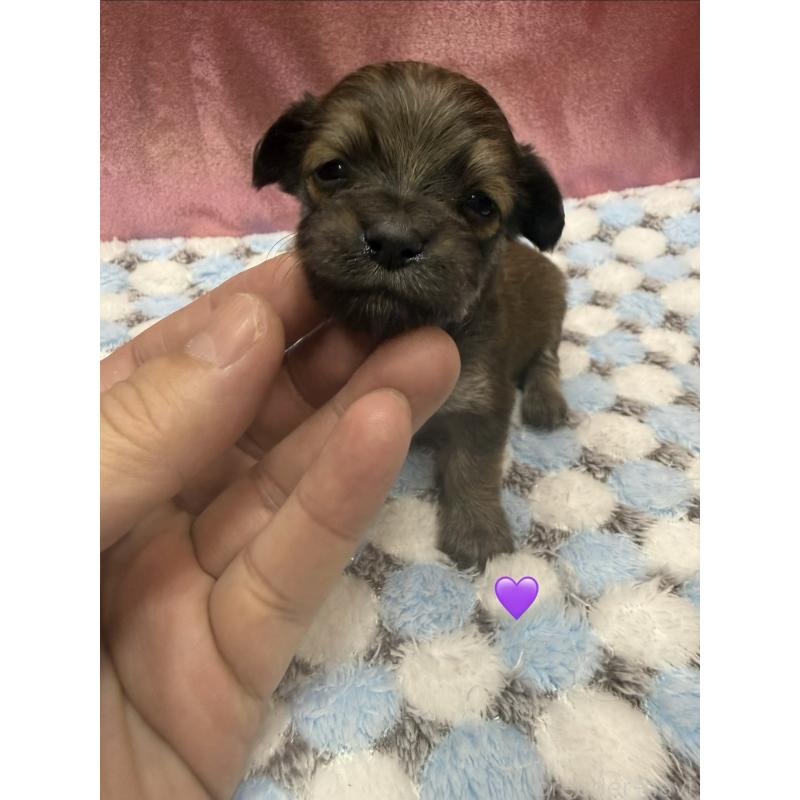 販売中の愛知県のチワックス:チワワ×ミニチュアダックスフンド-430983の3枚目