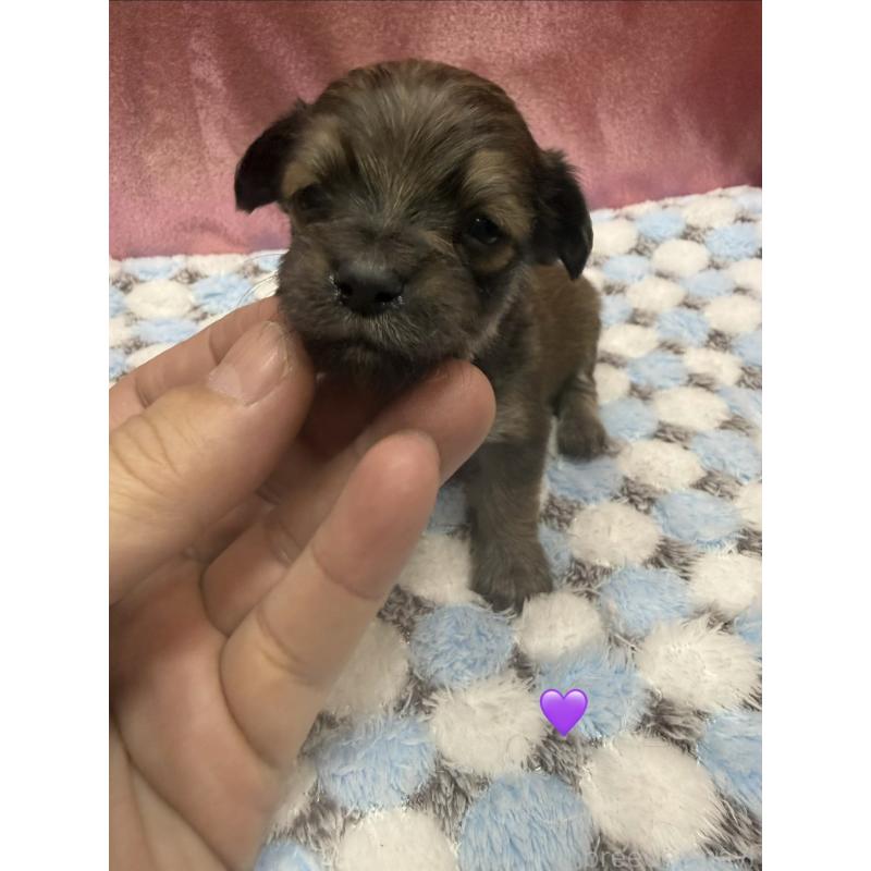 販売中の愛知県のチワックス:チワワ×ミニチュアダックスフンド-430983の2枚目