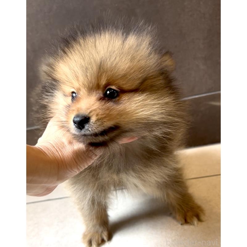 販売中の奈良県のポメラニアン-430985の18枚目