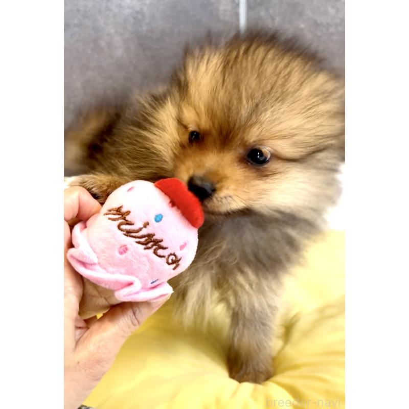 販売中の奈良県のポメラニアン-430985の15枚目