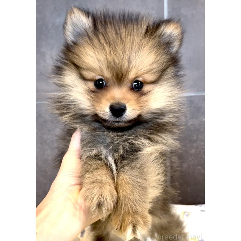 販売中の奈良県のポメラニアン-430985の1枚目