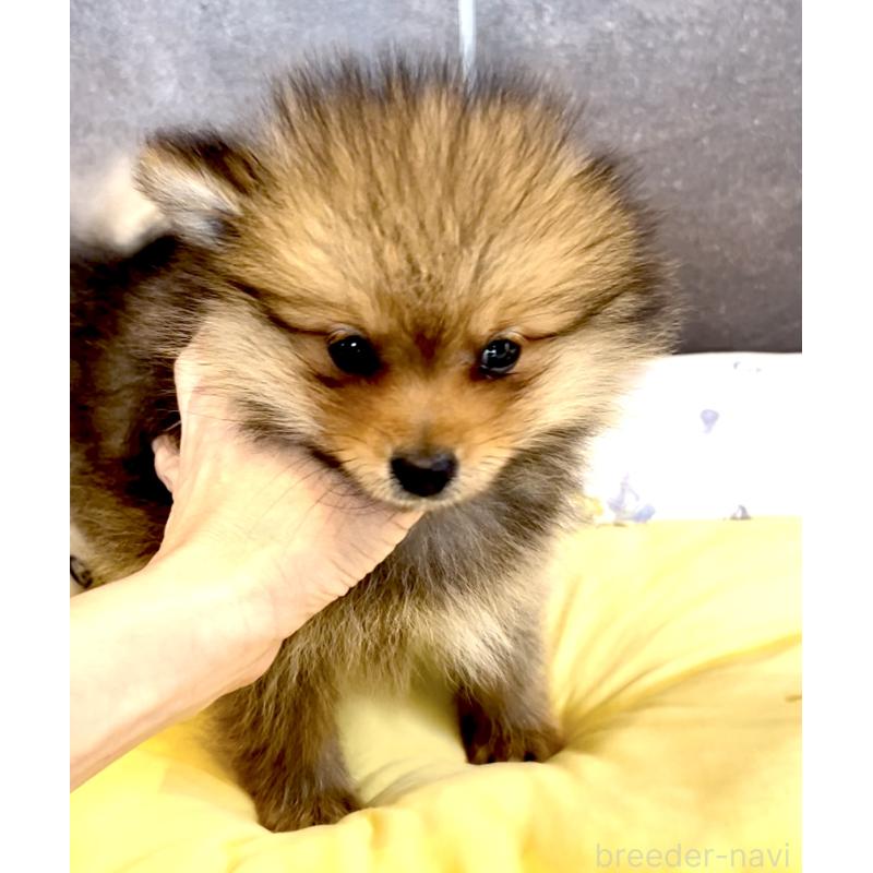 販売中の奈良県のポメラニアン-430985の14枚目