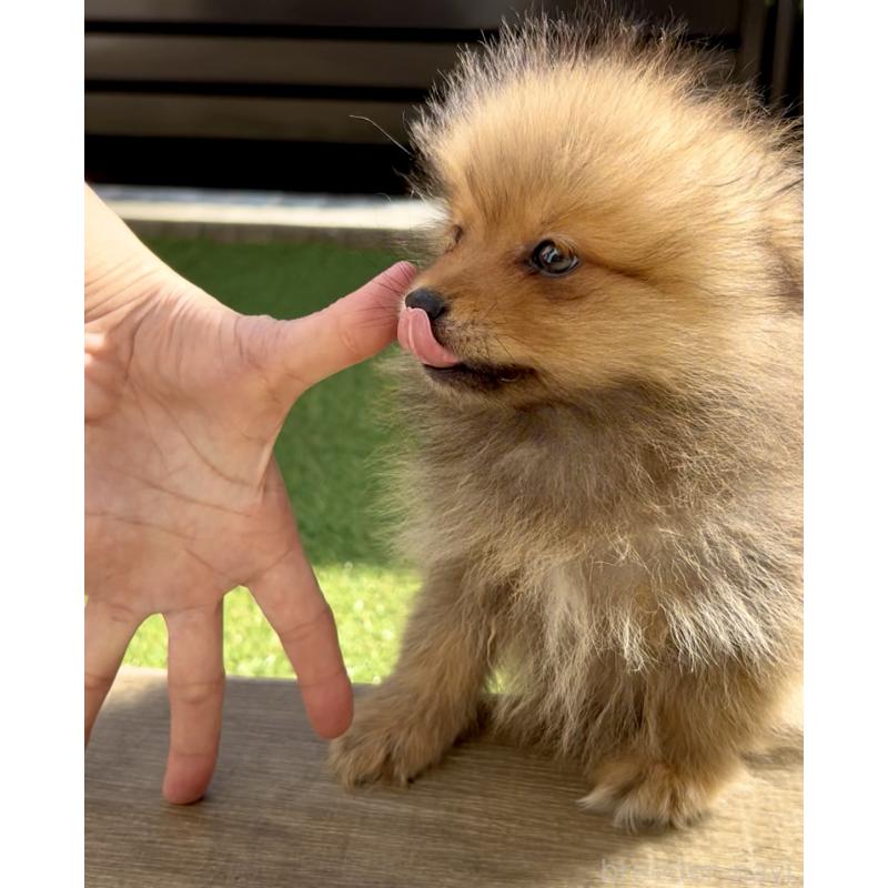 販売中の奈良県のポメラニアン-430985の12枚目
