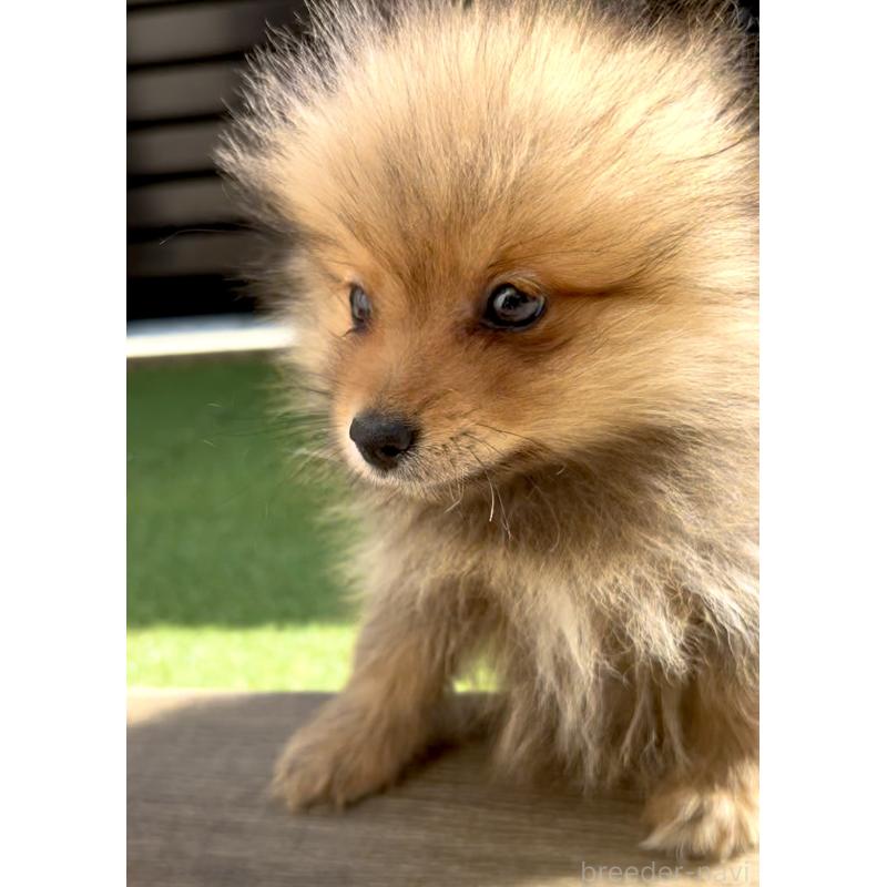 販売中の奈良県のポメラニアン-430985の11枚目