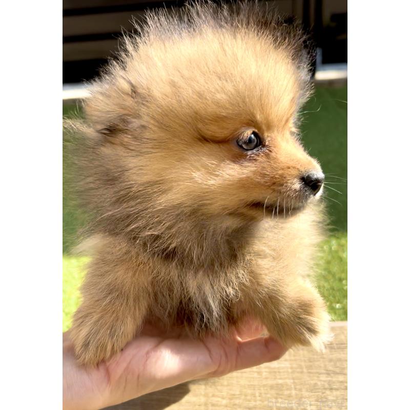 販売中の奈良県のポメラニアン-430985の10枚目