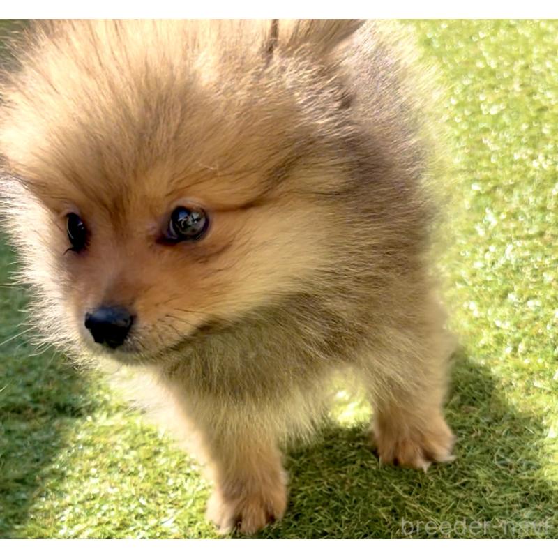 販売中の奈良県のポメラニアン-430985の9枚目
