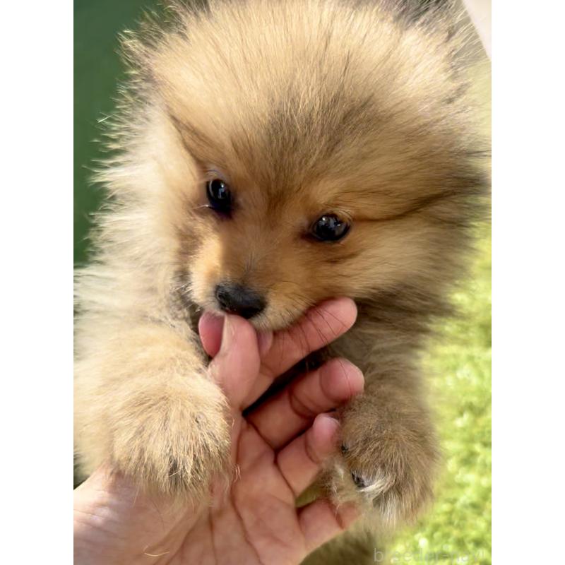販売中の奈良県のポメラニアン-430985の7枚目