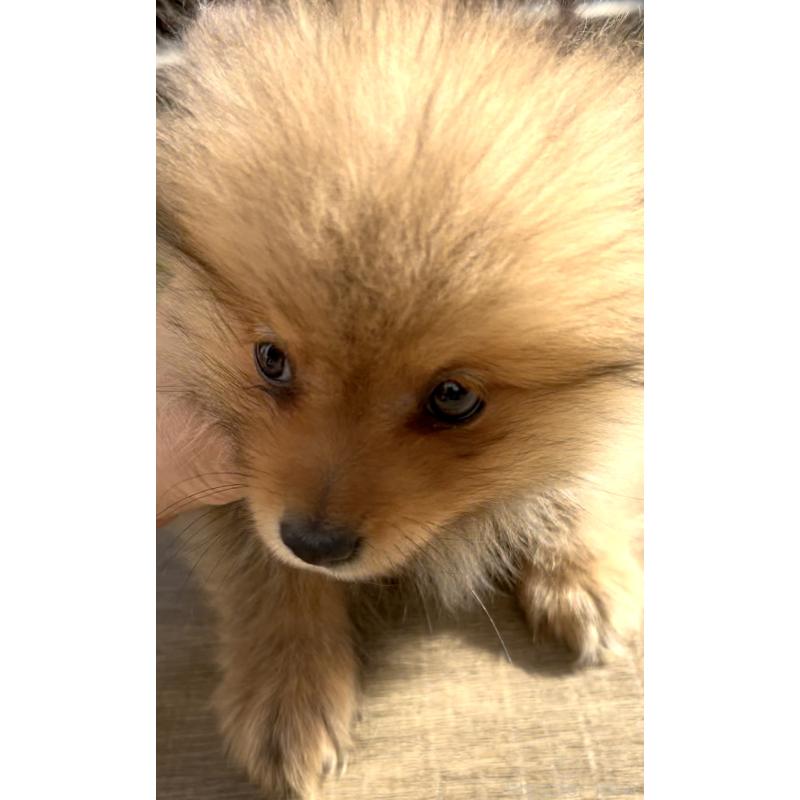 販売中の奈良県のポメラニアン-430985の6枚目