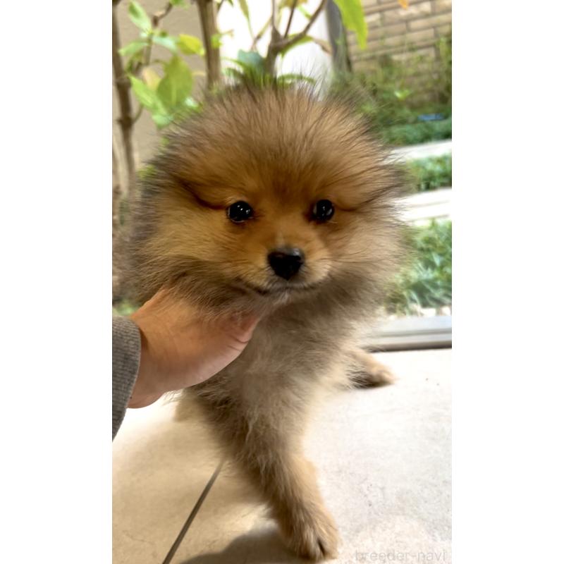 販売中の奈良県のポメラニアン-430985の3枚目