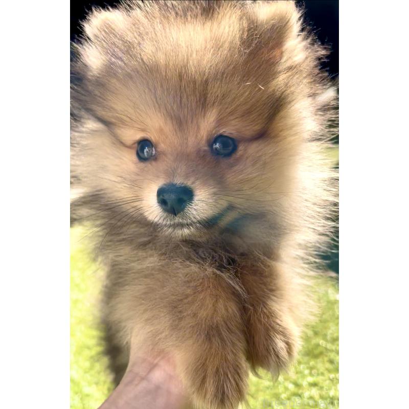 販売中の奈良県のポメラニアン-430985の2枚目