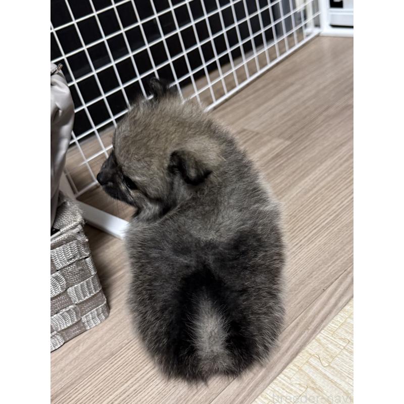 販売中の愛媛県のポメラニアン-426751の11枚目