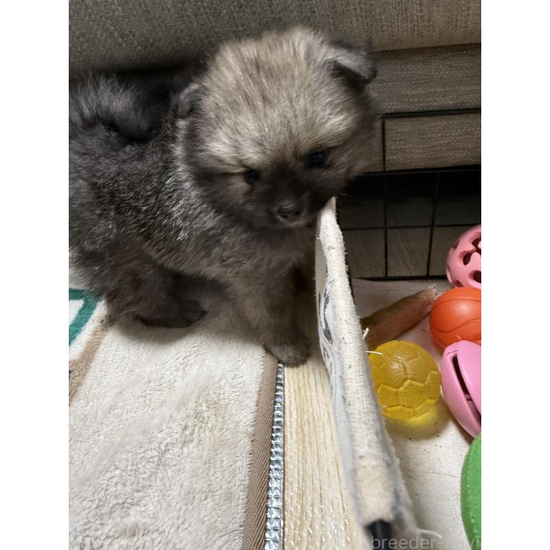 販売中の愛媛県のポメラニアン-426751の10枚目