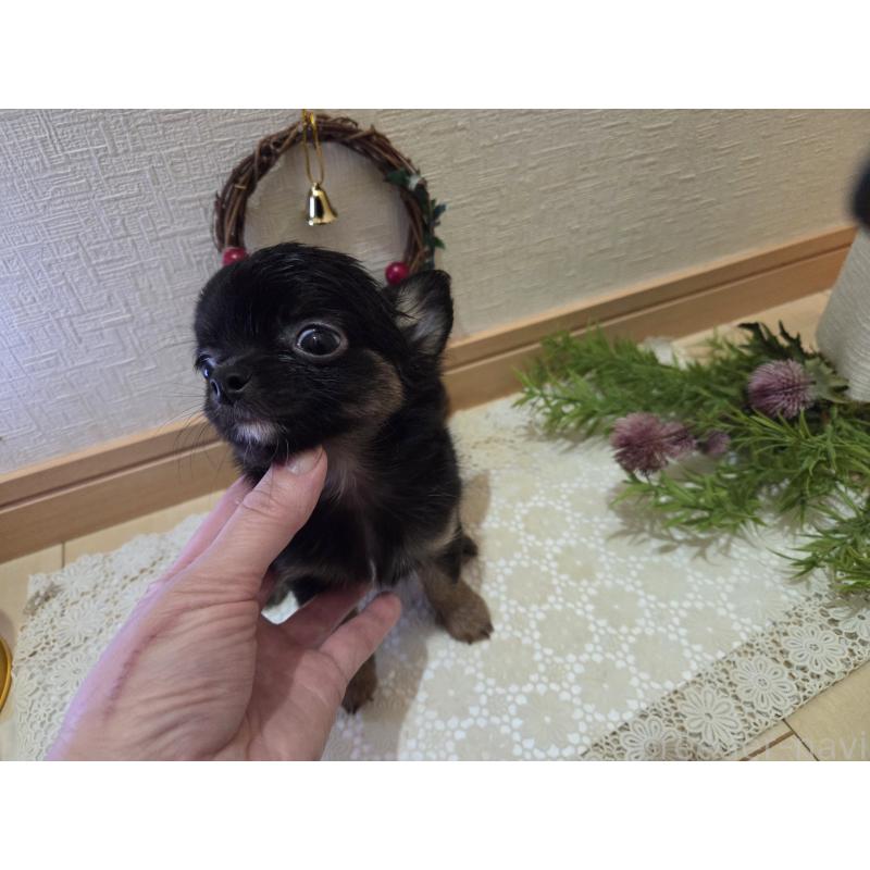 成約済の広島県のチワワ(ロングコート)-422570の12枚目