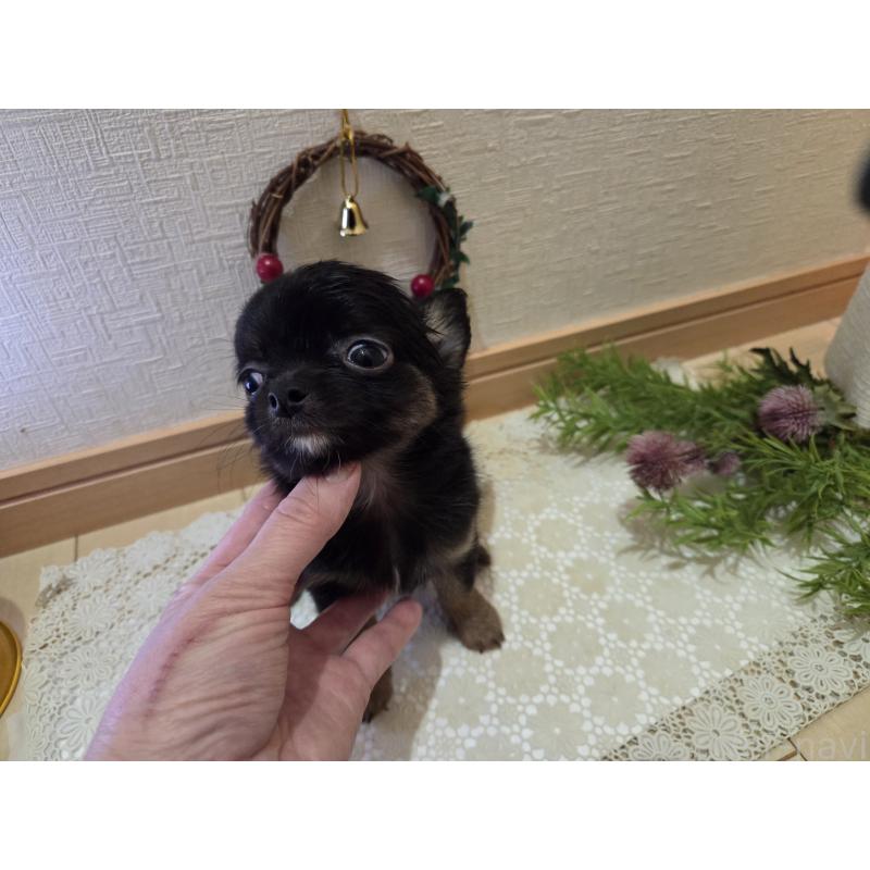 成約済の広島県のチワワ(ロングコート)-422570の11枚目