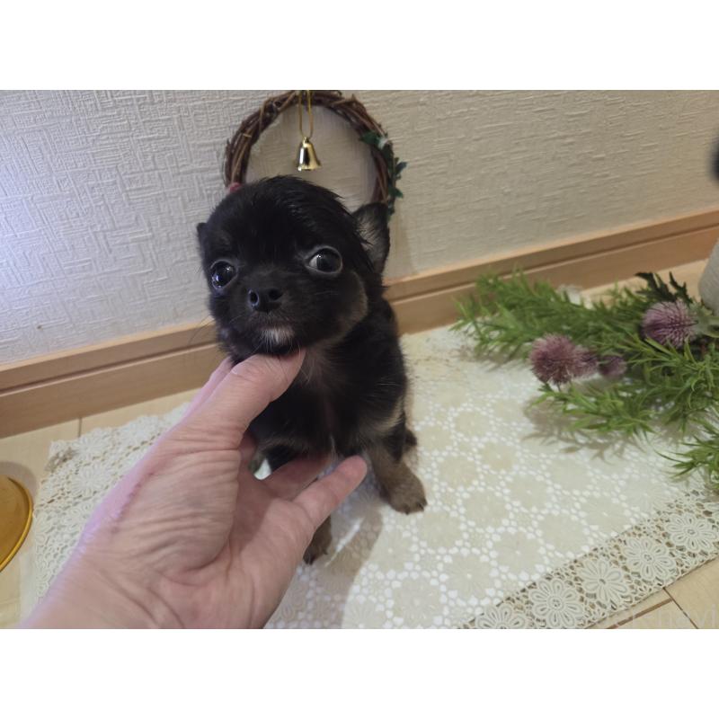 成約済の広島県のチワワ(ロングコート)-422570の10枚目