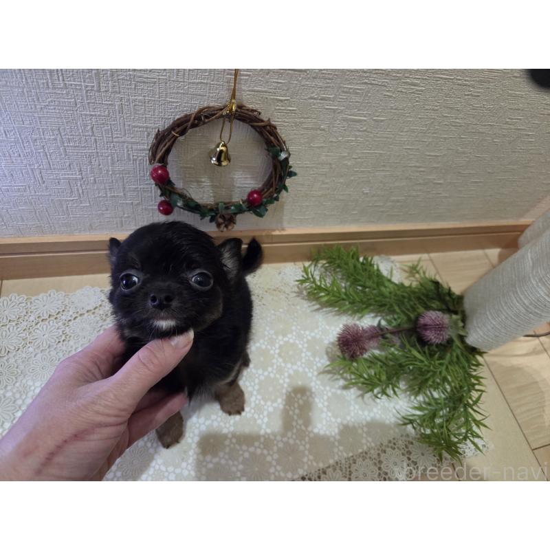 成約済の広島県のチワワ(ロングコート)-422570の9枚目