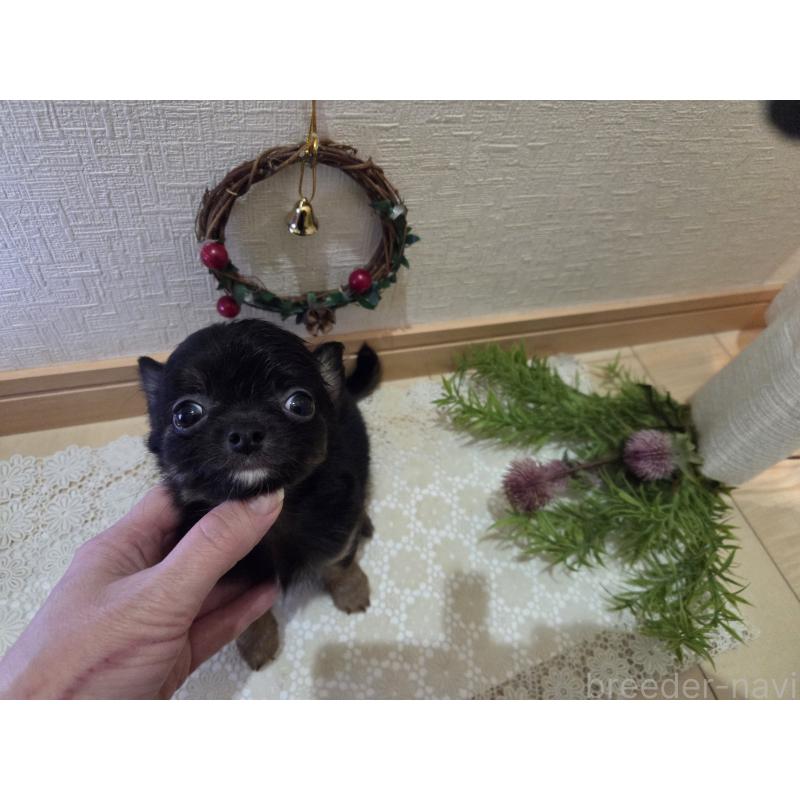 成約済の広島県のチワワ(ロングコート)-422570の8枚目