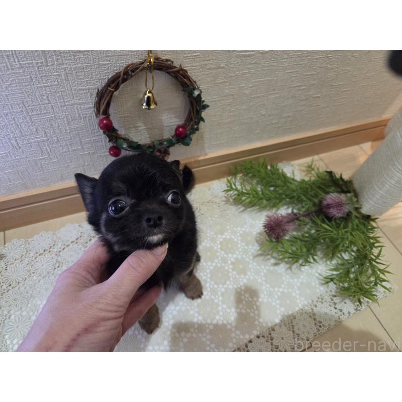 成約済の広島県のチワワ(ロングコート)-422570の6枚目