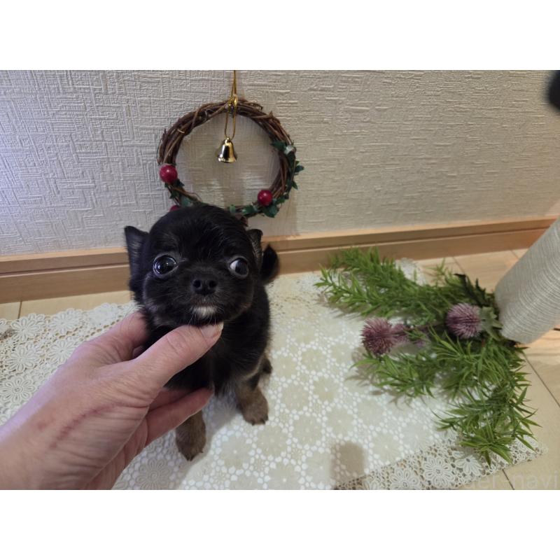 成約済の広島県のチワワ(ロングコート)-422570の5枚目