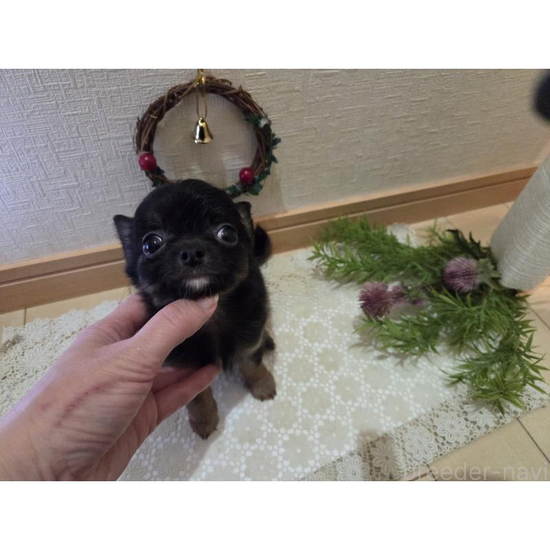 成約済の広島県のチワワ(ロングコート)-422570の4枚目