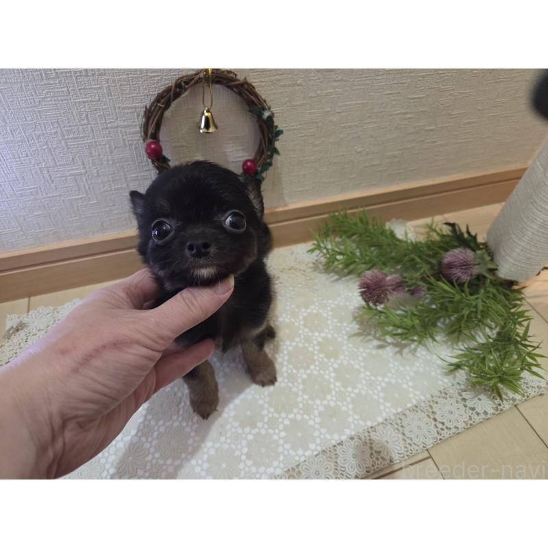 成約済の広島県のチワワ(ロングコート)-422570の3枚目