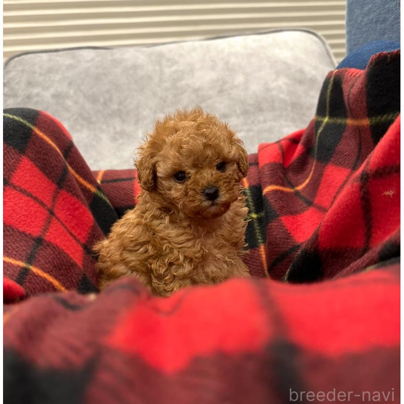 販売中の三重県のタイニープードル-430986の5枚目