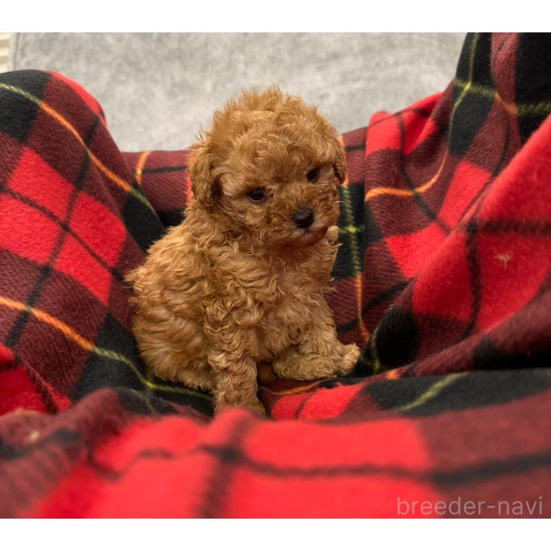 販売中の三重県のタイニープードル-430986の4枚目
