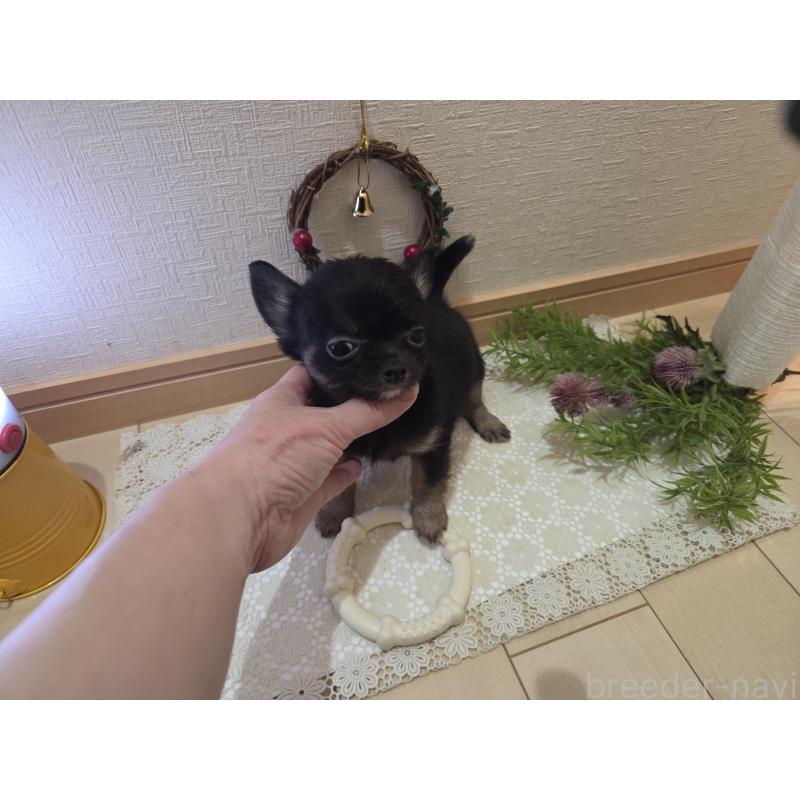 成約済の広島県のチワワ(ロングコート)-422570の2枚目