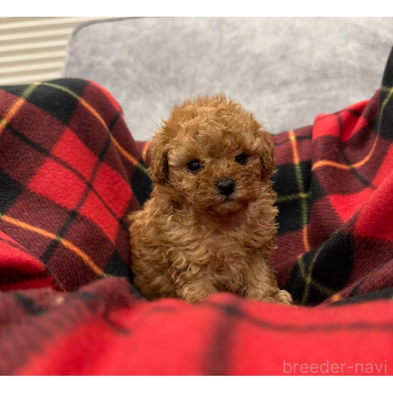 販売中の三重県のタイニープードル-430986の3枚目