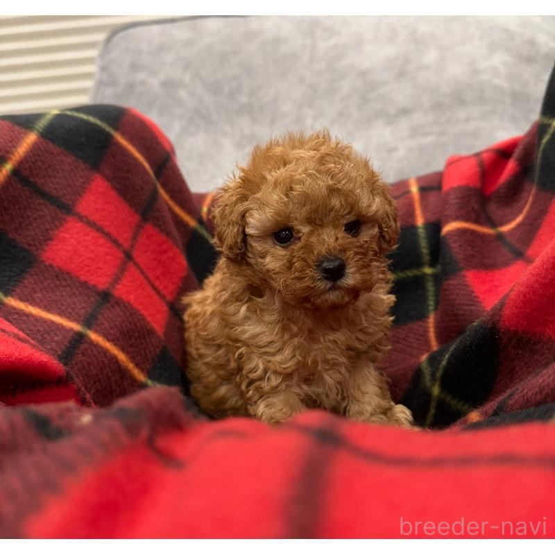 販売中の三重県のタイニープードル-430986の2枚目