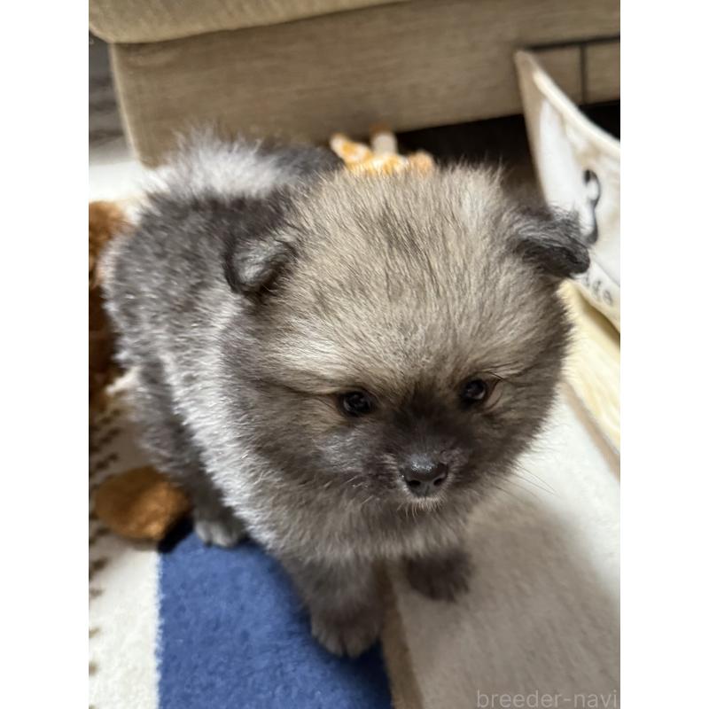 成約済の愛媛県のポメラニアン-426752の6枚目