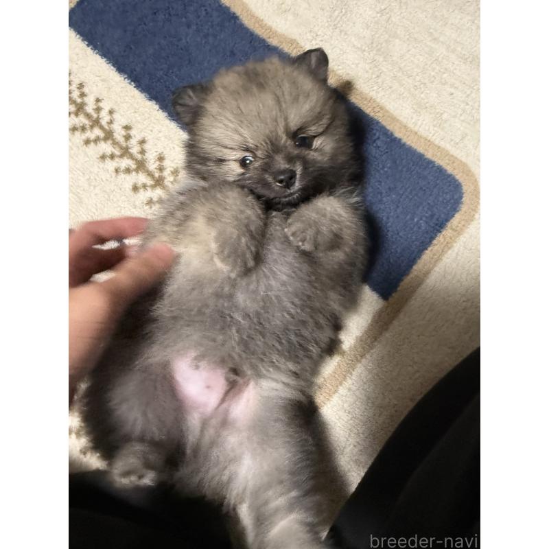 成約済の愛媛県のポメラニアン-426752の5枚目